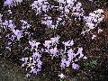 Autumn Crocus / Colchicum autumnale  